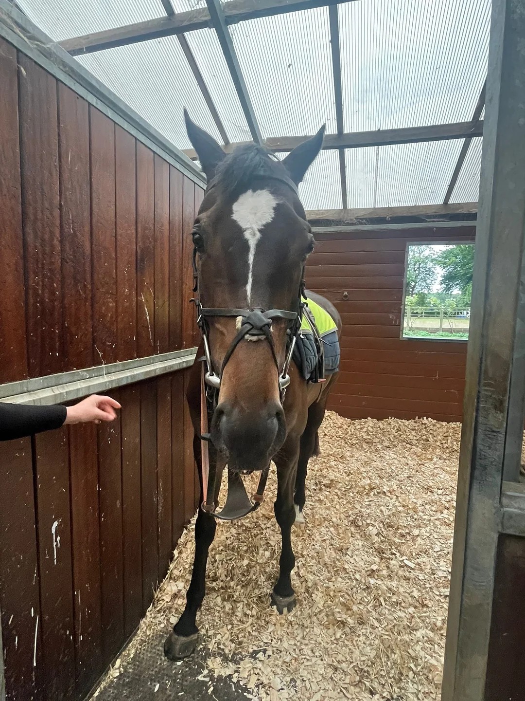 《赛马娘》粉丝竟然购买真赛马：体验养成的乐趣