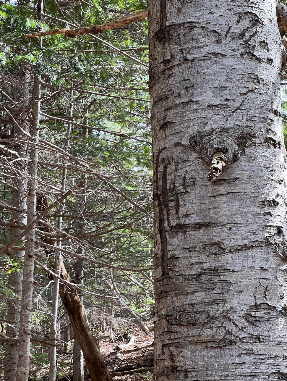 《羊蹄山之魂》总监承诺：将像前作一样忠实还原日本、美与危险的完美交融