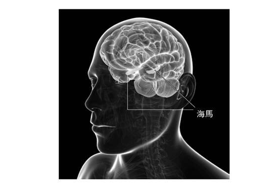 新研究论述游戏会提高智力 脑科学以及心理学双向推进