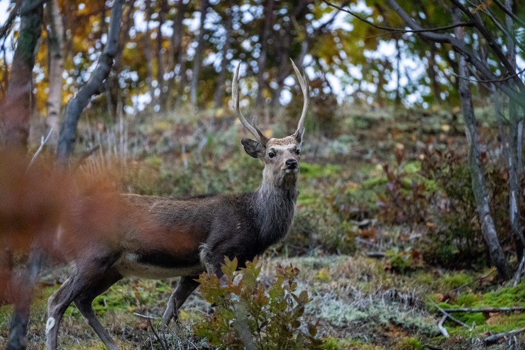 《羊蹄山之魂》总监承诺：将像前作一样忠实还原日本、美与危险的完美交融