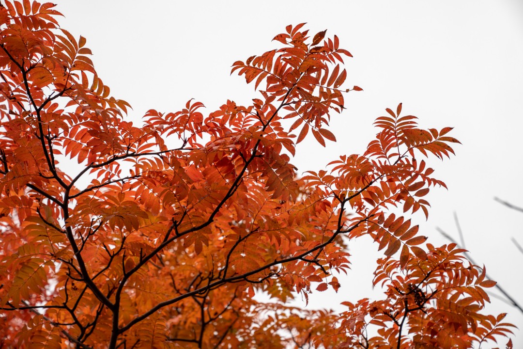 《羊蹄山之魂》总监承诺：将像前作一样忠实还原日本、美与危险的完美交融