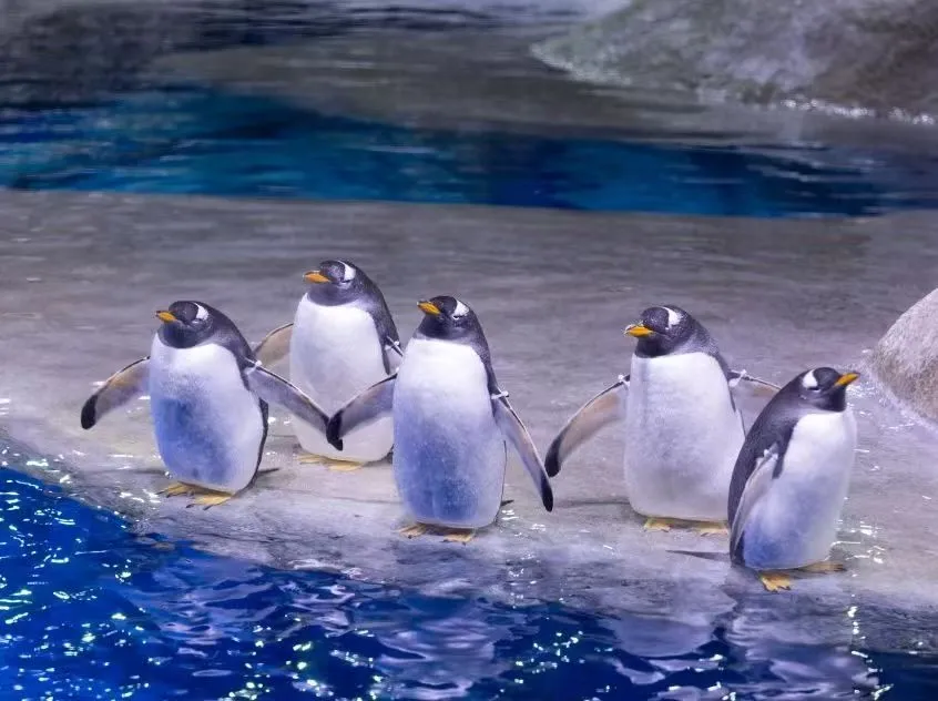 图源海南海洋欢喜国际休假区资讯站