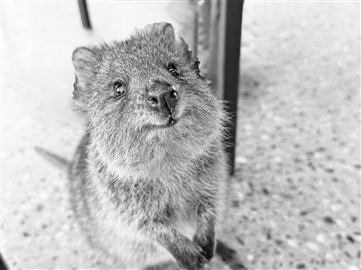 《疯狂动物城2》原来暗藏这些动物的“超能力”