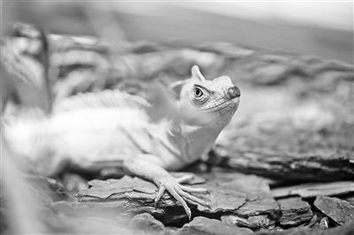 《疯狂动物城2》原来暗藏这些动物的“超能力”