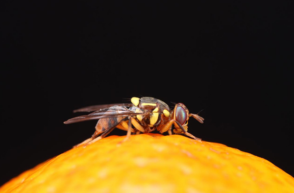 【科研论文科普解读】破译害虫DNA！我国科研团队绘出橘小实蝇基因组图谱