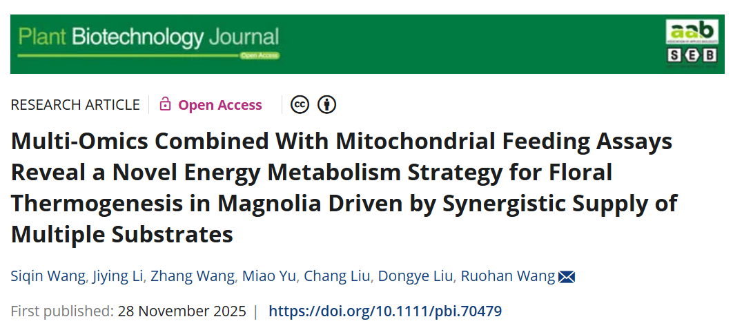 植物也懂高效供暖？研究揭示玉兰开花“双通路协同”供能机制
