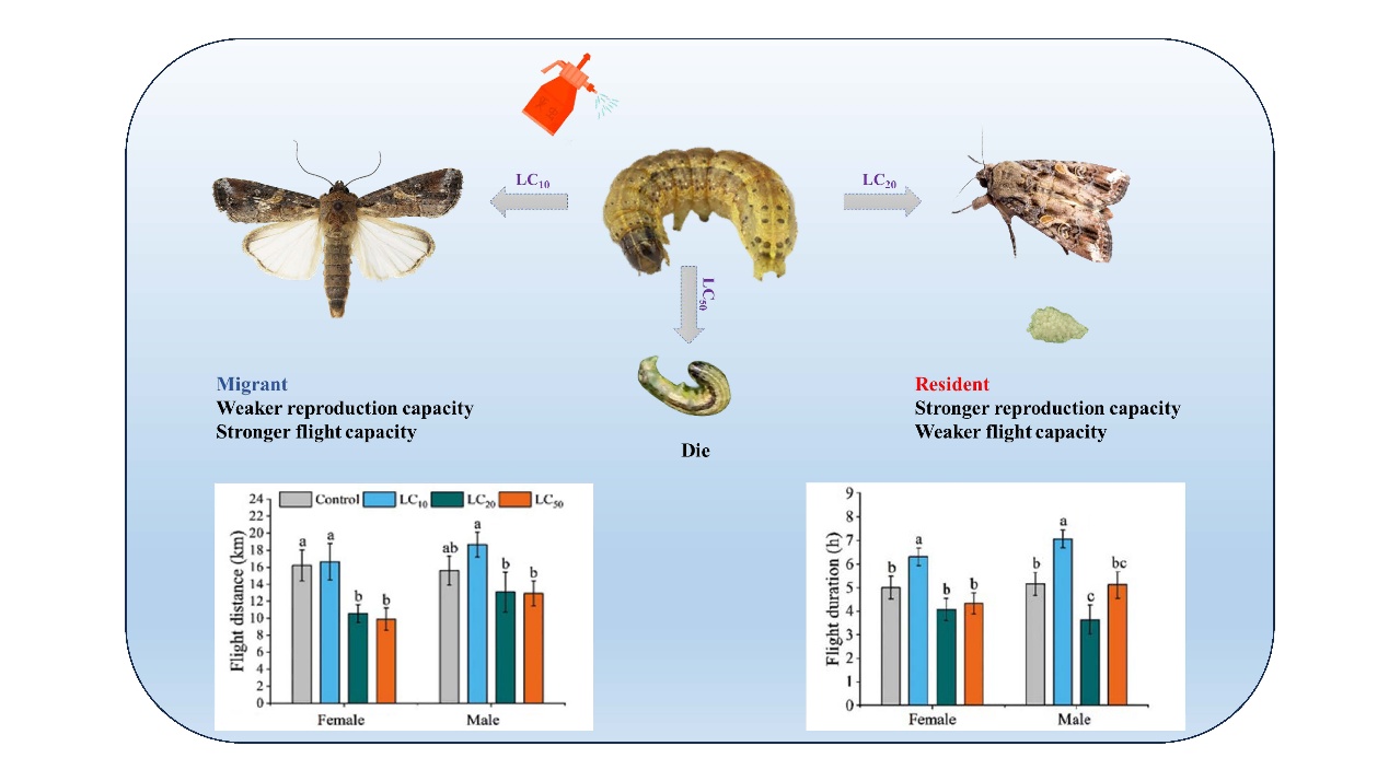 草地贪夜蛾竟会“绝境求生术”？ 调控机制突破为田间农药使用提供新思路