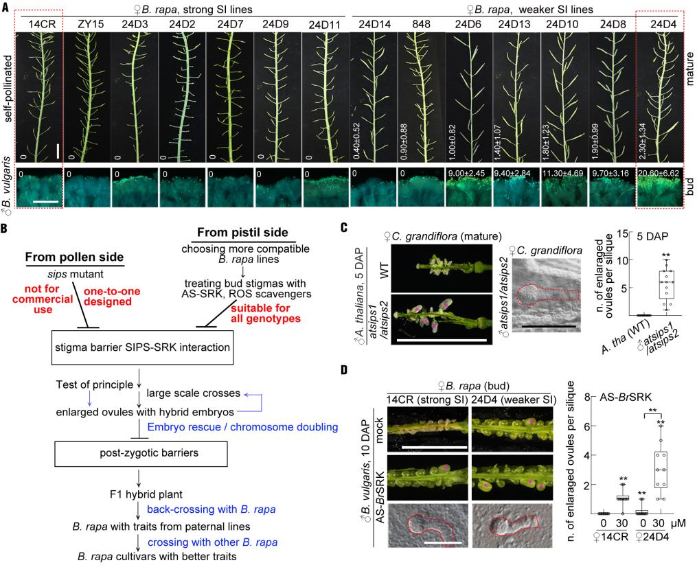 我国科学家揭示远缘花粉与雌蕊柱头的识别机制