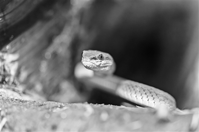 《疯狂动物城2》原来暗藏这些动物的“超能力”