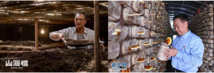 汤加国王亲手种下的菌草，有何不一般？