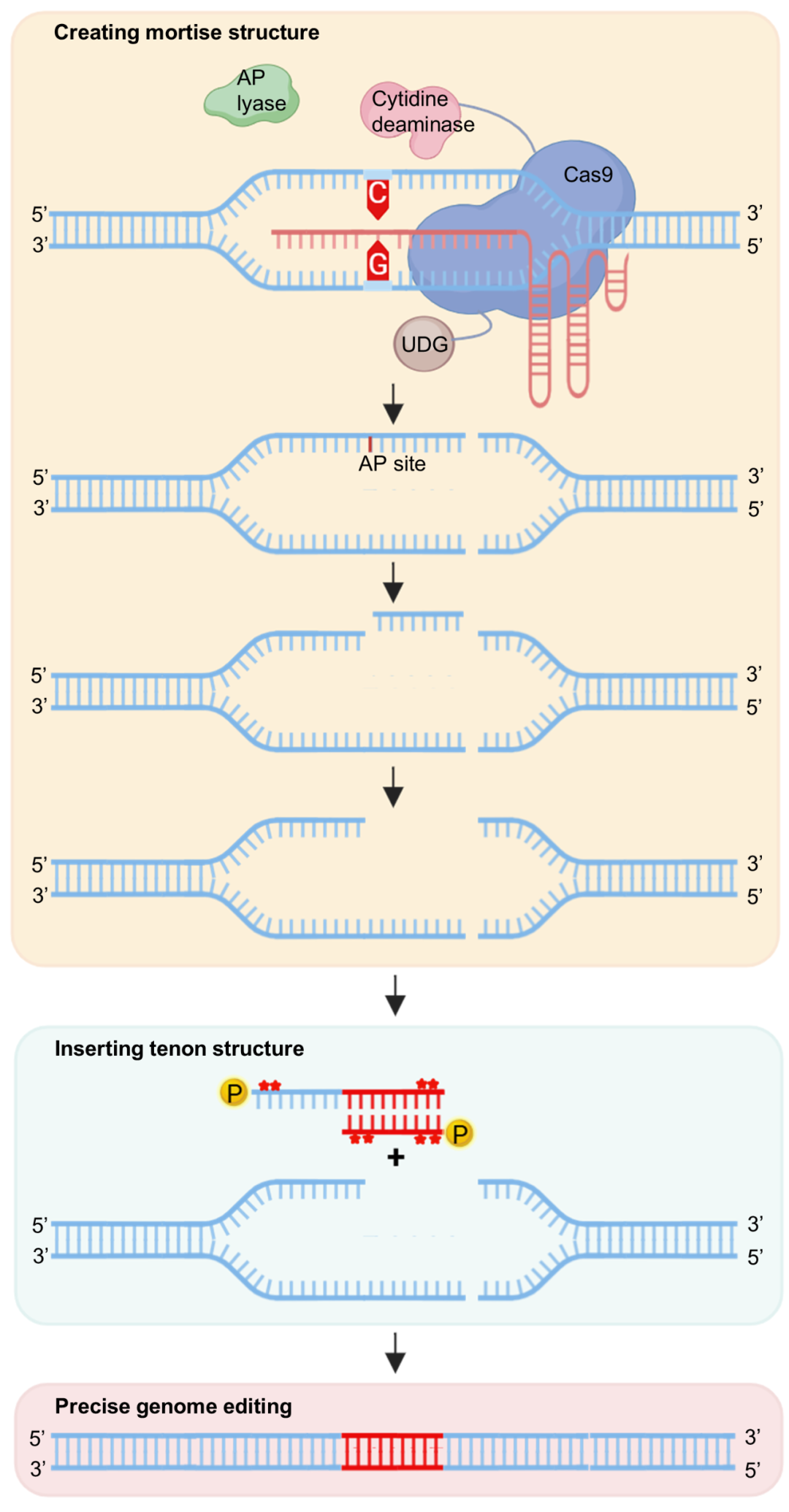 古建筑智慧走进DNA，我国科学家开发出新型基因编辑工具