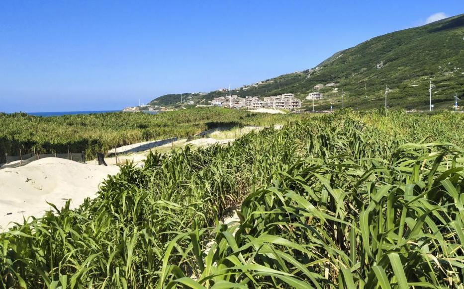 汤加国王亲手种下的菌草，有何不一般？