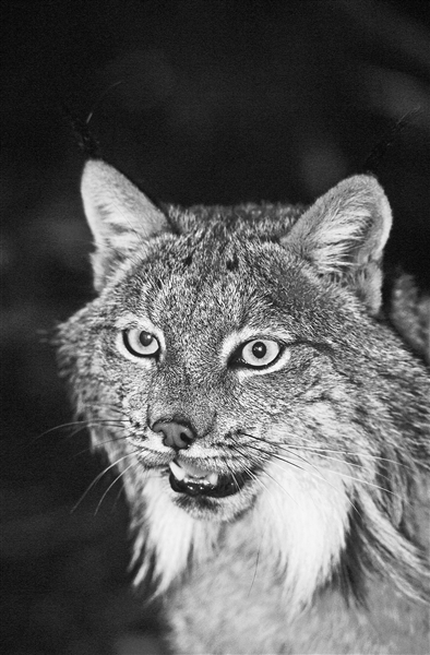 《疯狂动物城2》原来暗藏这些动物的“超能力”