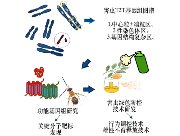 【科研论文科普解读】破译害虫DNA！我国科研团队绘出橘小实蝇基因组图谱