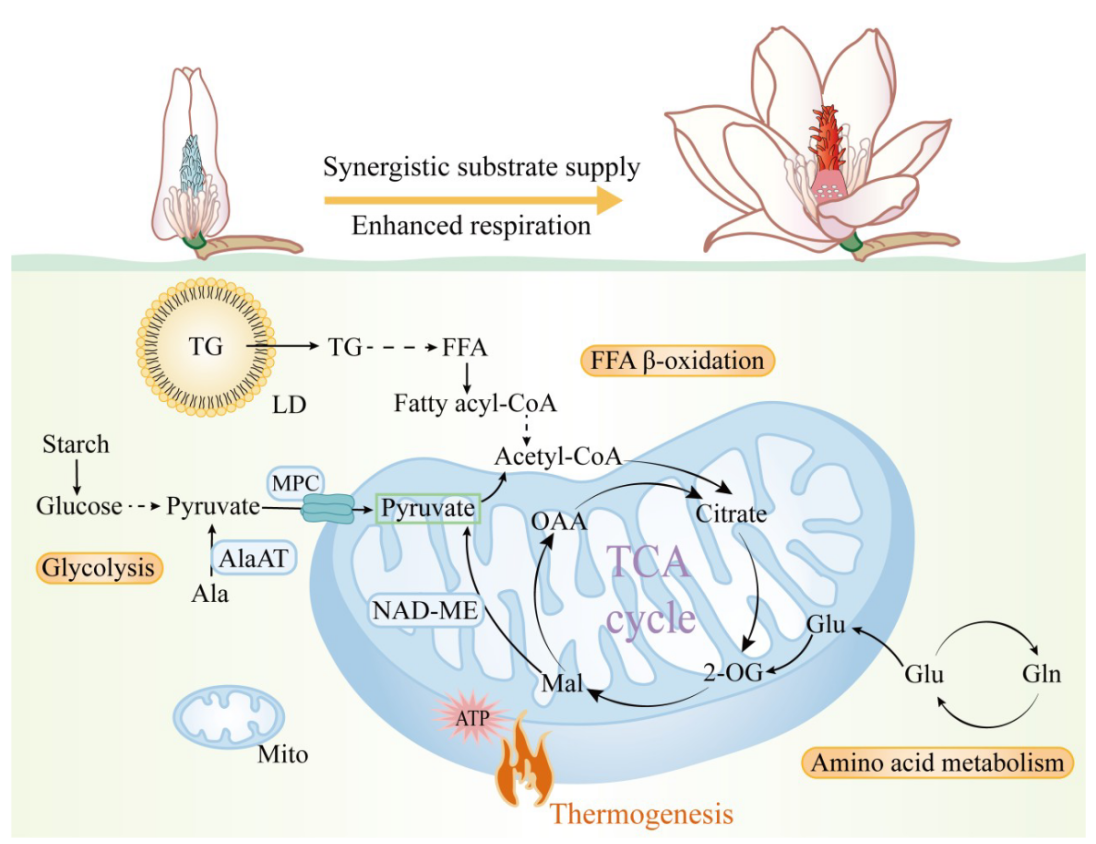 植物也懂高效供暖？研究揭示玉兰开花“双通路协同”供能机制