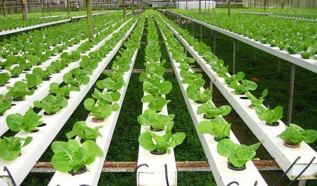 1722839303500657.jpeg 0JXSZaWztT.JPEG