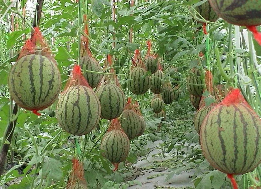 1773994870543198.jpeg 5203664b1be176b19d2c5e7aa7099468_402d22b82a3145c49dc3acd9336d009b.jpeg