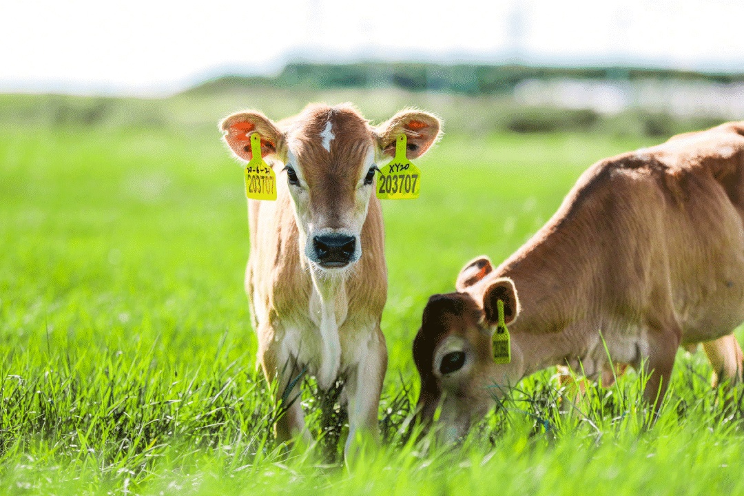 1728711496690148.jpg 9c3c70ed2c38e4c1e2fbc7a8161e2bc6_202501349.jpg