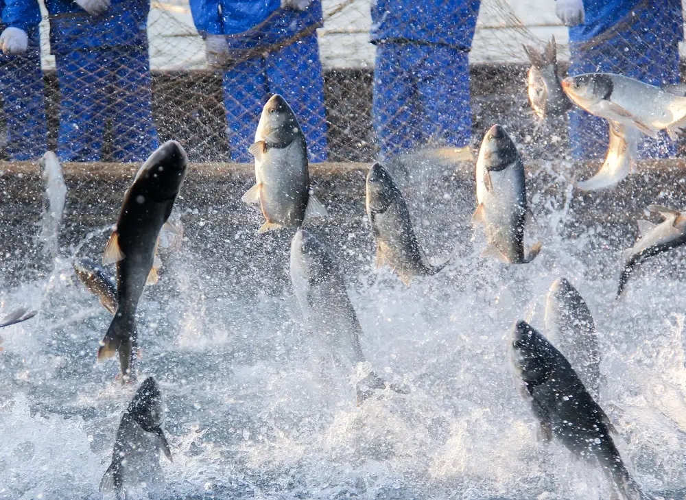 1741250971686201.jpeg 14093c9dbcdcb71eada0472ec5198b86_784fa979ffdb46b792e3d49d4ec6dea5.jpeg