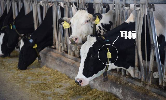 1728711463964429.jpg 82c83fd5f65f7509188a72d9bfbcb4a1_v2-d45215ea20efbcb39973dbccb09ed10a_r.jpg