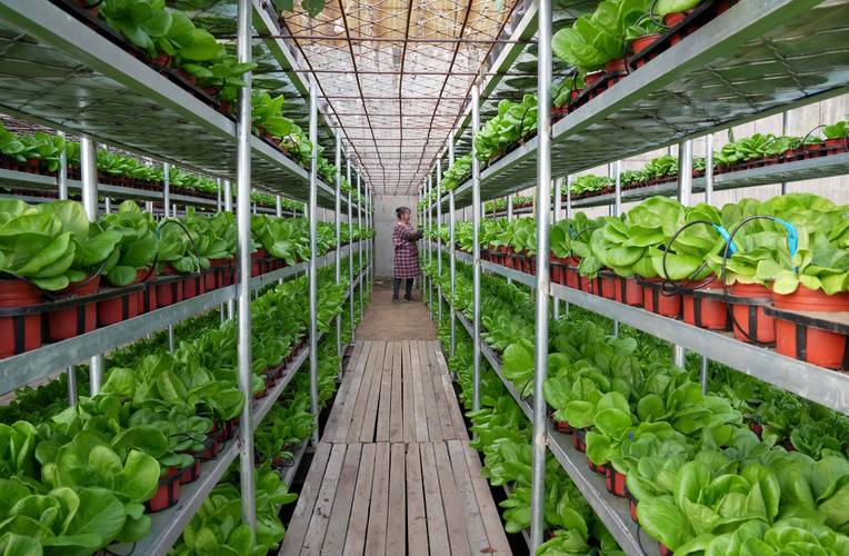 1736231723444135.jpg 8a7944a74334a350527cfa6b33715673_2Q==.jpg