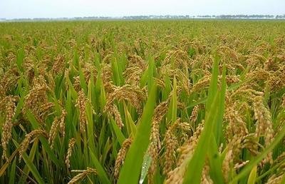 1724399092319947.jpg b2709e4bc6305e0523516db89842a654_t013bff3fa444703ee5.jpg